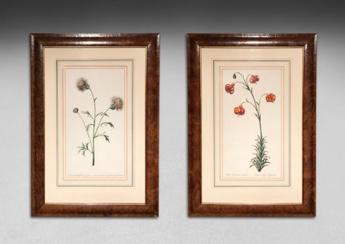 Pair of Hand-coloured Botanical Engravings by John Edwards