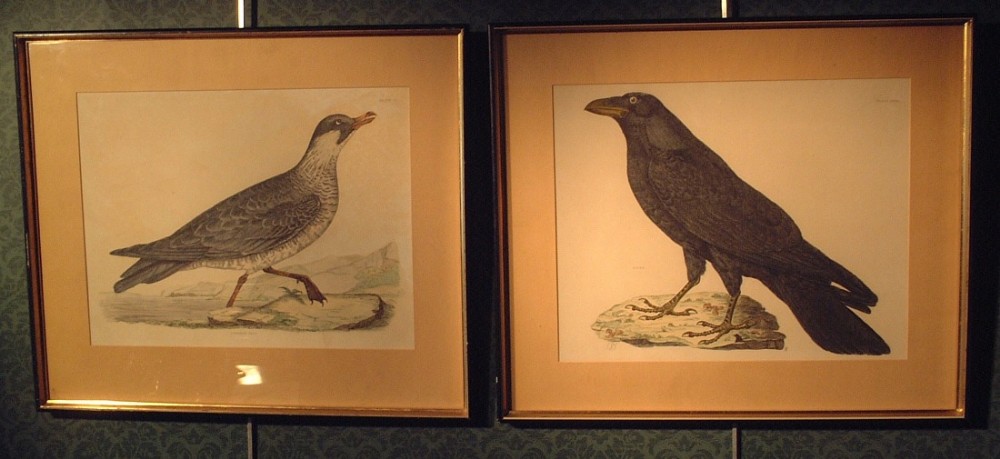 Pair of Early 19th century engravings - Skua & Raven
