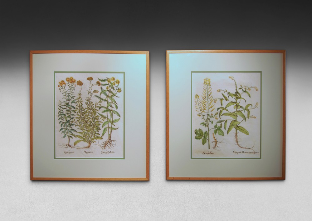 A pair of Besler Engravings, white mustard & Myagrum, and Ageratum.