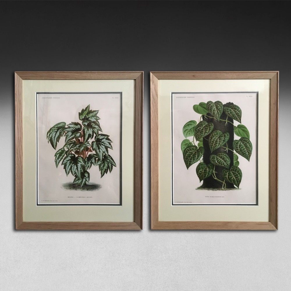 A pair of framed 19th-century botanical prints depicting green foliage plants presented in light oak frames with cream mounts.