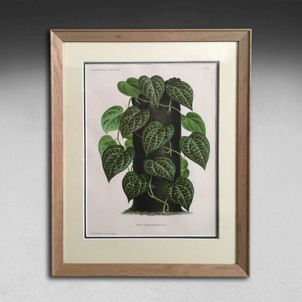 A pair of framed 19th-century botanical prints depicting green foliage plants presented in light oak frames with cream mounts. View II