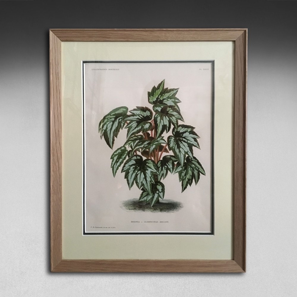 A pair of framed 19th-century botanical prints depicting green foliage plants presented in light oak frames with cream mounts. View III