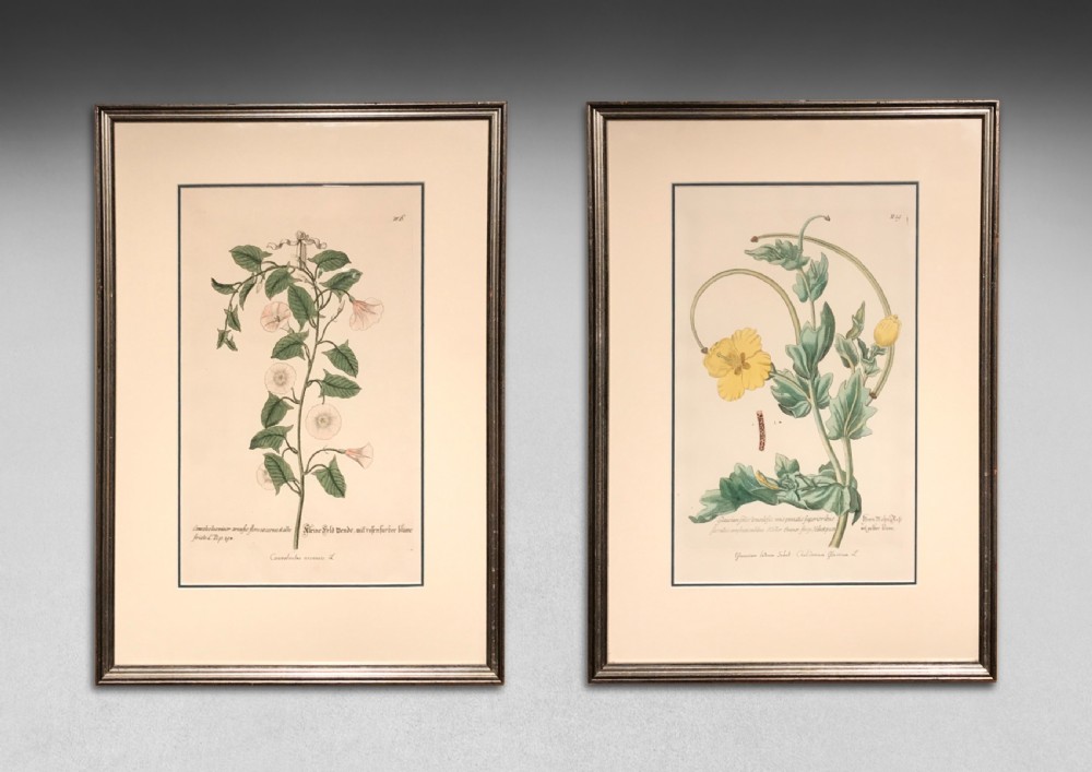 A pair of framed 18th-century hand-coloured botanical engravings depicting floral specimens on cream paper within dark wooden frames.