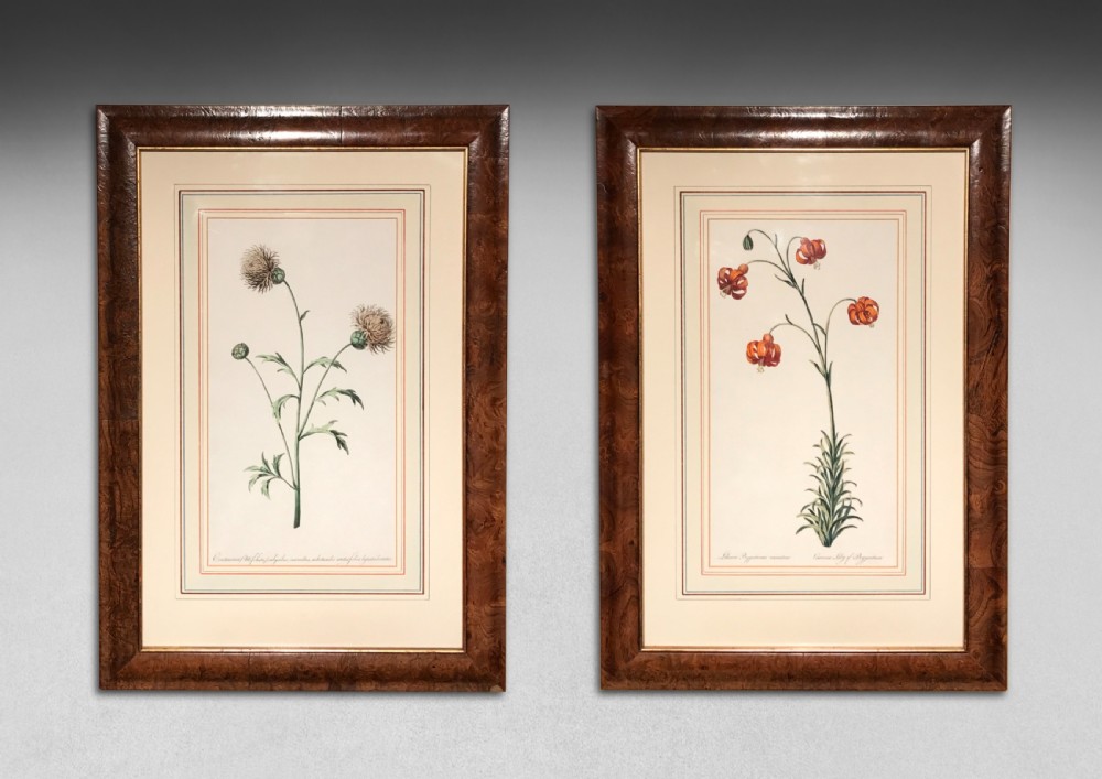 Pair of Hand-coloured Botanical Engravings by John Edwards