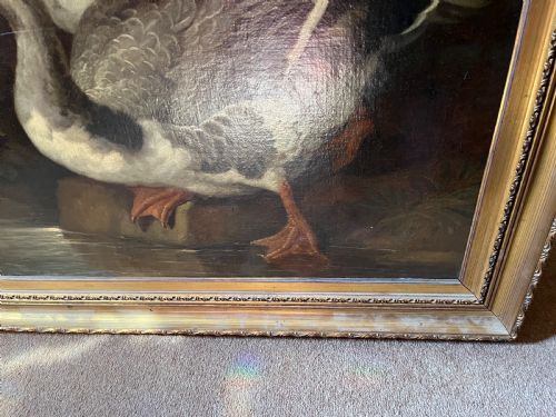 ANTIQUE OIL PAINTING OF BIRDS POSSIBLY BY MARMADUKE CRADOCK C16601717 OLD MASTER ANIMAL PAINTING OIL PAINTING OF ANIMALS EXOTIC BIRDS DUTCH AND FLEMISH STYLE AND INFLUENCED ALSO POSSIBLY BY JACOB BOGDANI ANGLOHUNGARIAN 16581724 - ADDITIONAL PHOTO 7