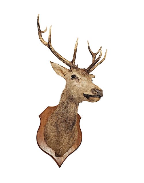 A VERY FINE LARGE 20TH CENTURY TAXIDERMY STAGS HEAD - ADDITIONAL PHOTO 1