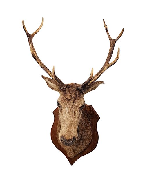 A VERY FINE LARGE 20TH CENTURY TAXIDERMY STAGS HEAD - ADDITIONAL PHOTO 2