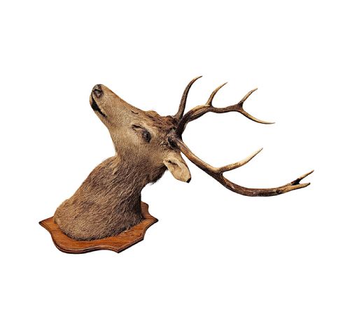 A VERY FINE LARGE 20TH CENTURY TAXIDERMY STAGS HEAD - ADDITIONAL PHOTO 3