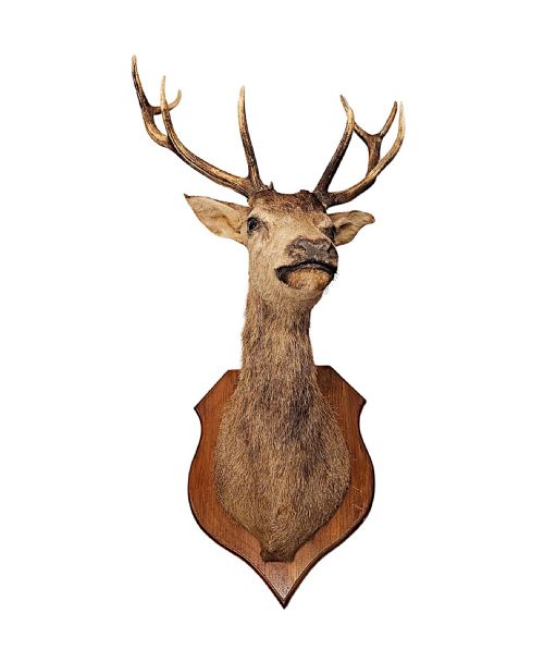 A VERY FINE LARGE 20TH CENTURY TAXIDERMY STAGS HEAD - ADDITIONAL PHOTO 4