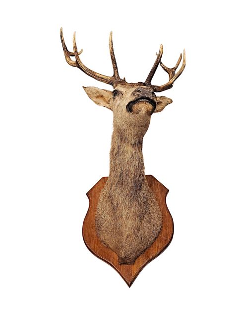 A VERY FINE LARGE 20TH CENTURY TAXIDERMY STAGS HEAD - ADDITIONAL PHOTO 5