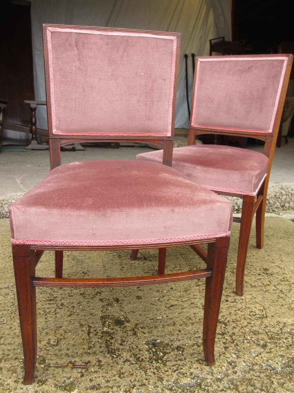 A pair of 19th-century mahogany dining chairs featuring upholstered dusty pink velvet rectangular backs and seats with reeded wooden legs. View III