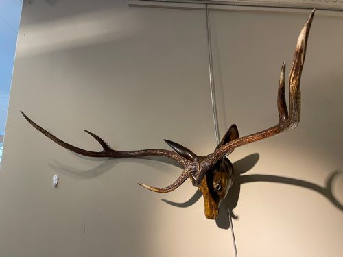Carved Deer Head