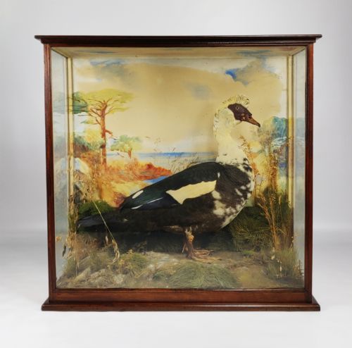 An Interesting 19th Century Muscovy Duck.