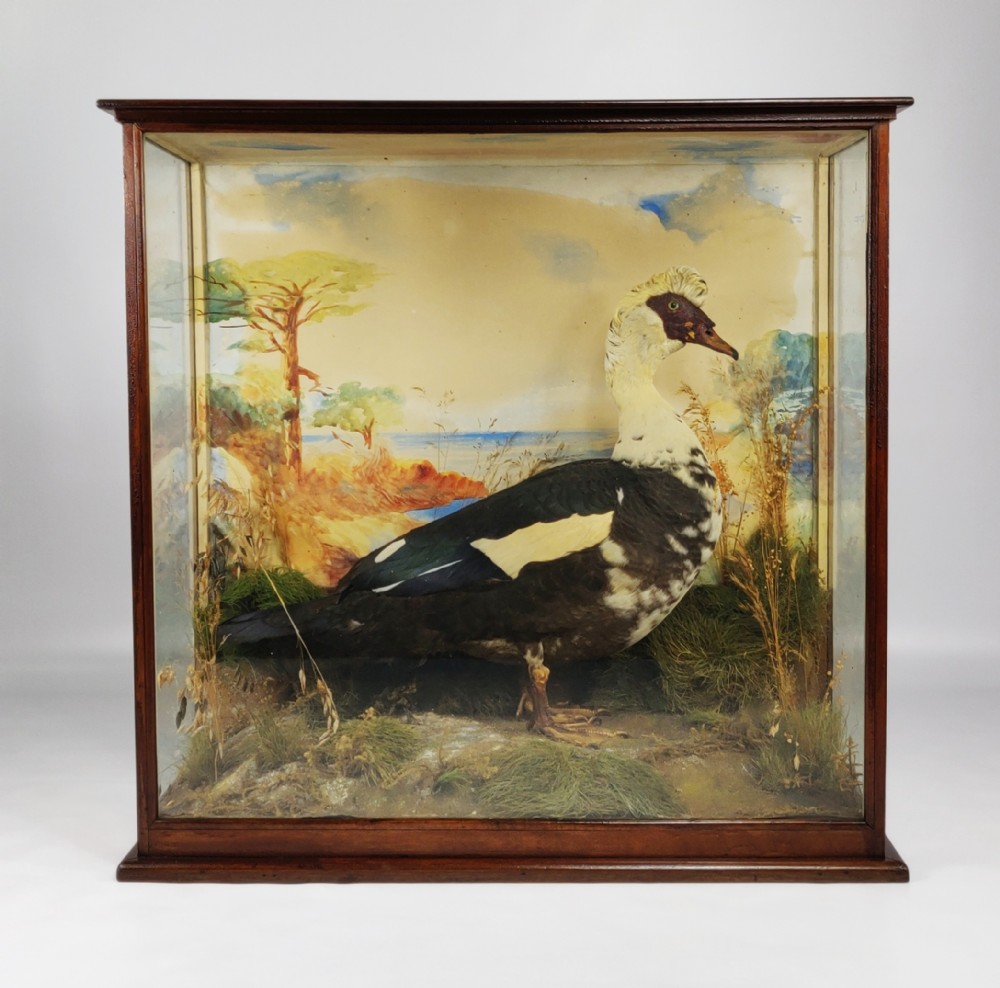 An interesting 19th century Muscovy duck. 