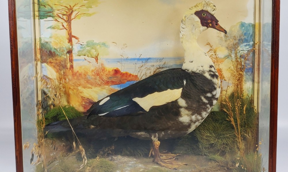 An interesting 19th century Muscovy duck.  View II